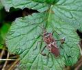 Leptoglossus_occidentalis_jg6953