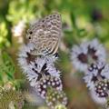 Leptotes_pirithous_bg7876