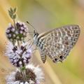 Leptotes_pirithous_bg7892