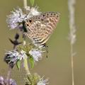 Leptotes_pirithous_bg7907