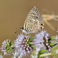 Leptotes_pirithous_bg7920