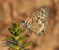 Leptotes_pirithous_fg0201