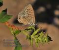 Leptotes_pirithous_fg0210