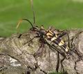 Leptura_arcuata_ab1502