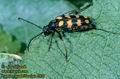 Leptura_quadrifasciata_2821