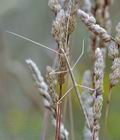 Leptynia_attenuata_bg5624