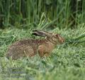 Lepus_europaeus_ab3493