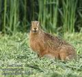 Lepus_europaeus_ab3503