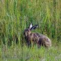 Lepus_europaeus_bd0792