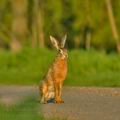 Lepus_europaeus_bj2592