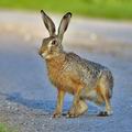 Lepus_europaeus_bj2595