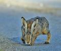 Lepus_europaeus_bj2597