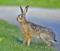 Lepus_europaeus_bj2604