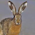 Lepus_europaeus_bj2610