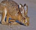 Lepus_europaeus_bj2611