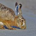 Lepus_europaeus_bj2613