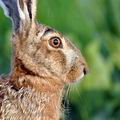 Lepus_europaeus_bj2621