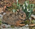 Lepus_europaeus_bp9391