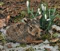 Lepus_europaeus_bp9393