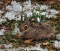 Lepus_europaeus_bp9406