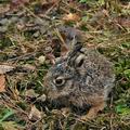 Lepus_europaeus_bp9411