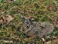 Lepus_europaeus_bp9419