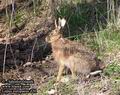 Lepus_europaeus