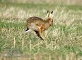 Lepus_europaeus_da1059