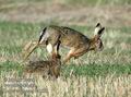 Lepus_europaeus_da1068