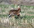 Lepus_europaeus_da1070