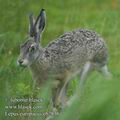 Lepus_europaeus_eb2936