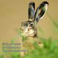 Lepus_europaeus_ec8015