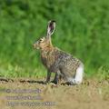 Lepus_europaeus_ec8019