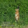 Lepus_europaeus_ec8056