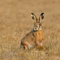 Lepus_europaeus_ha0850