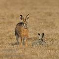 Lepus_europaeus_ha0867