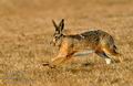 Lepus_europaeus_ha0878