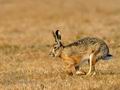 Lepus_europaeus_ha0882