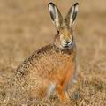 Lepus_europaeus_ha0993