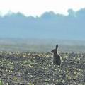 Lepus_europaeus_ha8099