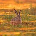 Lepus_europaeus_hb2354