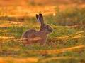 Lepus_europaeus_hb2359