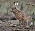 Lepus_europaeus_pa4047426