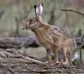 Lepus_europaeus_pa4047426