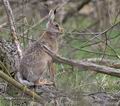 Lepus_europaeus_pa4047430