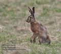 Lepus_europaeus_pa4047440