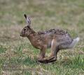 Lepus_europaeus_pa4047441