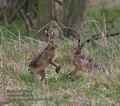 Lepus_europaeus_pa4047448