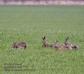 Lepus_europaeus_pa4047469