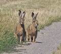 Lepus_europaeus_pa7030738